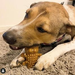 Peanut Butter Crocodiles