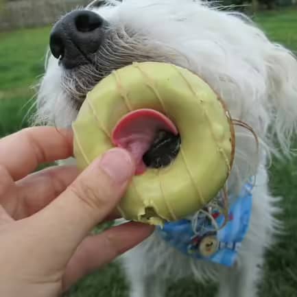 DogNuts