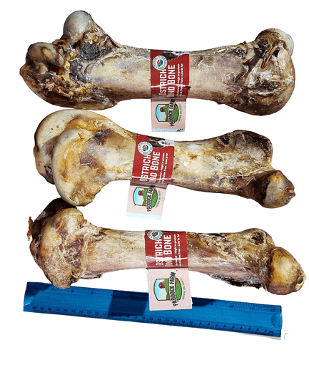 Ostrich Dino Bone - Image 2