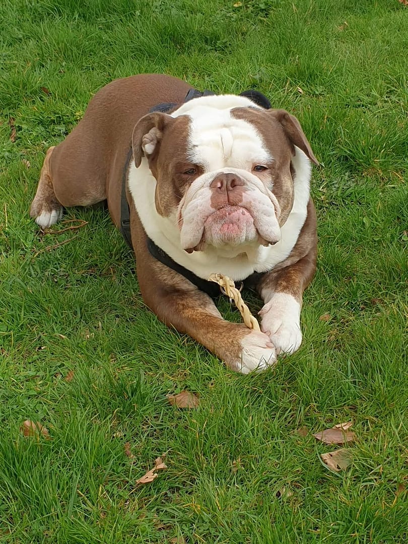 Rocco English Bulldog Rocco Enjoying a Braid in the Garden