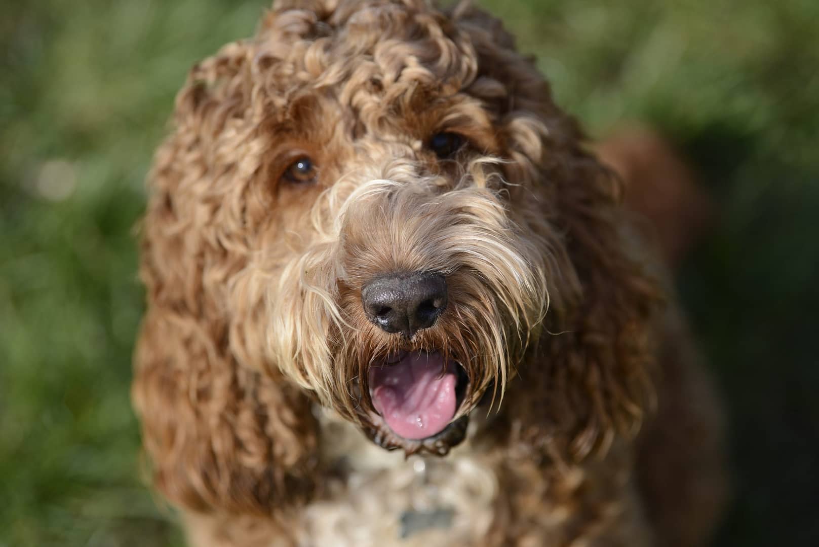 red cockapoo