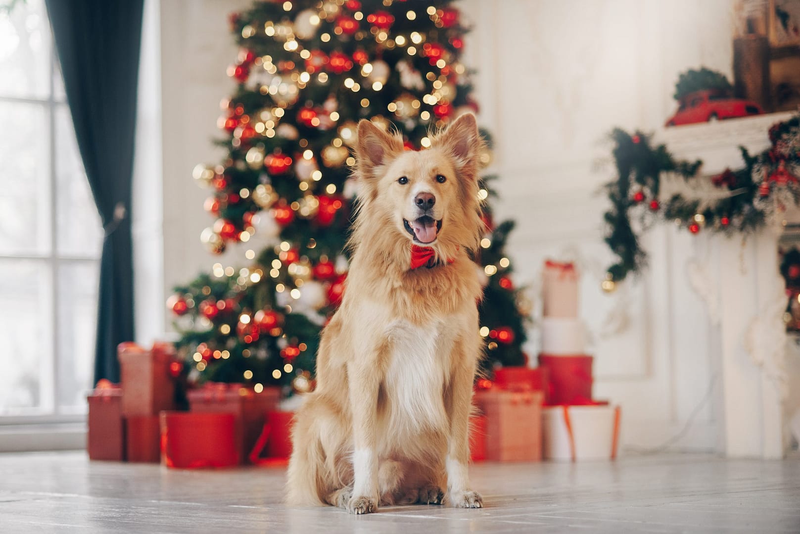 Read more about the article Pet Safety at Christmas