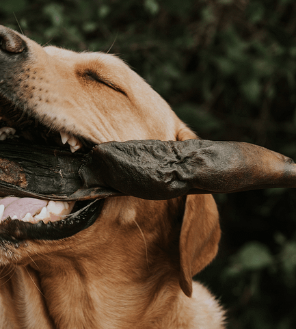 Bully Sticks